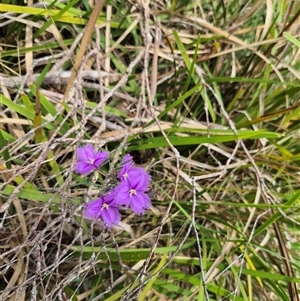 Thysanotus tuberosus subsp. tuberosus at Monga, NSW - 28 Nov 2024 10:08 AM