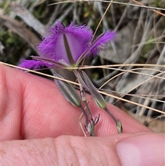 Thysanotus tuberosus subsp. tuberosus at Monga, NSW - 28 Nov 2024 10:08 AM