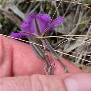 Thysanotus tuberosus subsp. tuberosus at Monga, NSW - 28 Nov 2024 10:08 AM