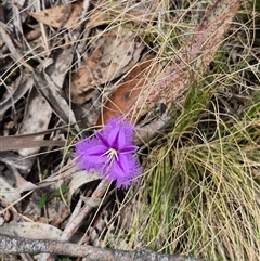 Thysanotus tuberosus subsp. tuberosus at Monga, NSW - 28 Nov 2024 10:08 AM