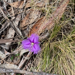 Thysanotus tuberosus subsp. tuberosus at Monga, NSW - 28 Nov 2024 10:08 AM