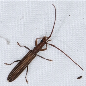 Syllitus grammicus at Melba, ACT - 26 Nov 2024