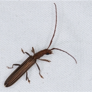 Syllitus grammicus at Melba, ACT - 26 Nov 2024