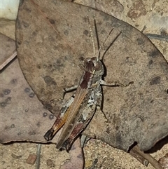 Unidentified Grasshopper (several families) at Bungendore, NSW - 25 Nov 2024 by clarehoneydove