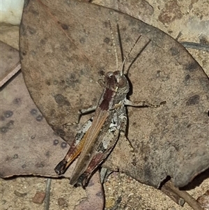 Brachyexarna lobipennis at Bungendore, NSW - suppressed