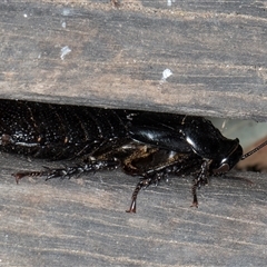 Panesthia australis (Common wood cockroach) at Melba, ACT - 26 Nov 2024 by kasiaaus