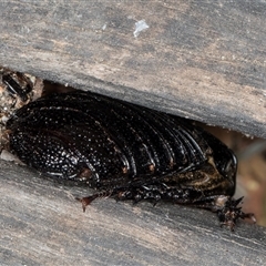 Panesthia australis at Melba, ACT - 26 Nov 2024