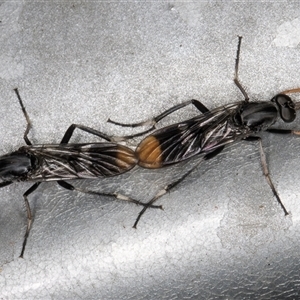 Ectinorhynchus sp. (genus) (A Stiletto Fly) at Melba, ACT by kasiaaus