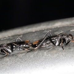 Ectinorhynchus sp. (genus) at Melba, ACT - 26 Nov 2024