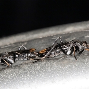 Ectinorhynchus sp. (genus) at Melba, ACT - 26 Nov 2024