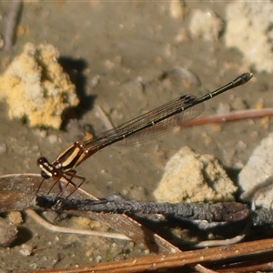 Nososticta solida at Woodlands, NSW by Curiosity