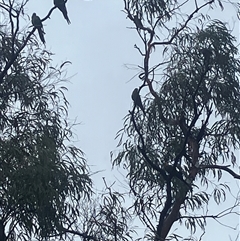 Polytelis swainsonii (Superb Parrot) at Phillip, ACT - 30 Nov 2024 by MattBeitzel