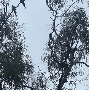 Polytelis swainsonii (Superb Parrot) at Phillip, ACT by MattBeitzel