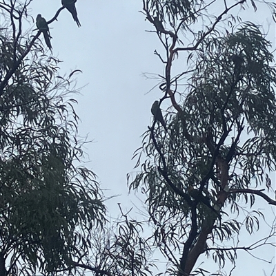 Polytelis swainsonii (Superb Parrot) at Phillip, ACT - 30 Nov 2024 by MattBeitzel