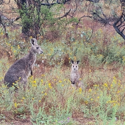 Macropus giganteus (Eastern Grey Kangaroo) at O'Malley, ACT - 30 Nov 2024 by Mike