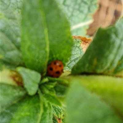 Hippodamia variegata (Spotted Amber Ladybird) at O'Malley, ACT - 30 Nov 2024 by Mike