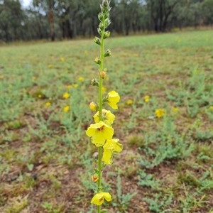 Verbascum virgatum at O'Malley, ACT - 30 Nov 2024 05:36 PM