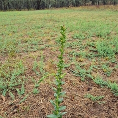 Verbascum virgatum at O'Malley, ACT - 30 Nov 2024 05:36 PM