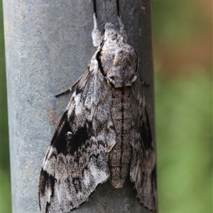 Psilogramma casuarinae at Higgins, ACT - 8 Feb 2021