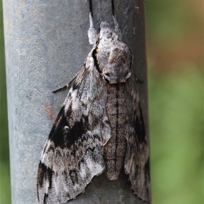 Psilogramma casuarinae (Privet Hawk Moth) at Higgins, ACT - 8 Feb 2021 by Jennybach