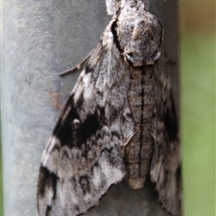 Psilogramma casuarinae at Higgins, ACT - 8 Feb 2021