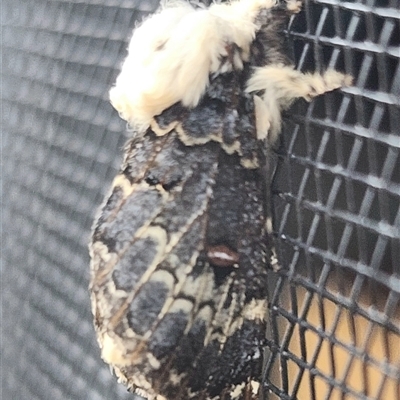 Genduara punctigera (Spotted Clear Winged Snout Moth) at Gundaroo, NSW - 30 Nov 2024 by Gunyijan