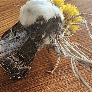 Genduara punctigera at Gundaroo, NSW - 1 Dec 2024