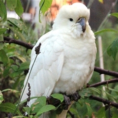 Cacatua galerita (Sulphur-crested Cockatoo) at Higgins, ACT - 31 Jan 2023 by Jennybach