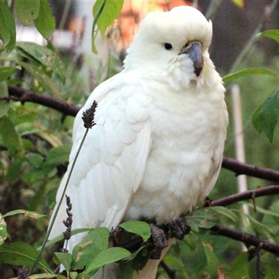 Cacatua galerita (Sulphur-crested Cockatoo) at Higgins, ACT - 31 Jan 2023 by Jennybach