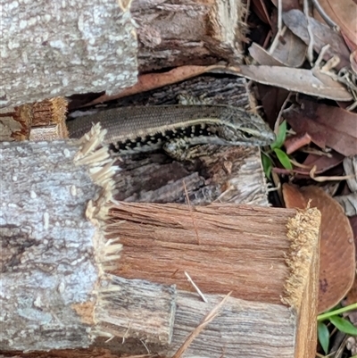 Unidentified Skink at Culburra Beach, NSW - 1 Dec 2024 by jamattymoo