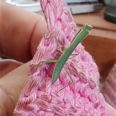 Orthodera ministralis (Green Mantid) at Greenleigh, NSW - 1 Dec 2024 by LyndalT