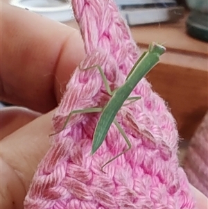 Orthodera ministralis (Green Mantid) at Greenleigh, NSW by LyndalT