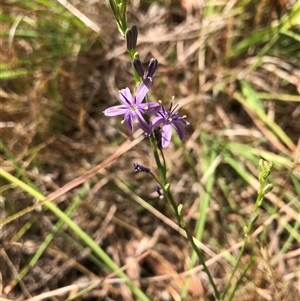 Caesia calliantha (Blue Grass-lily) at Wamboin, NSW by Devesons