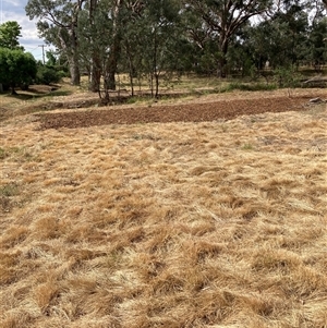 Nassella neesiana at Hackett, ACT - 28 Nov 2024