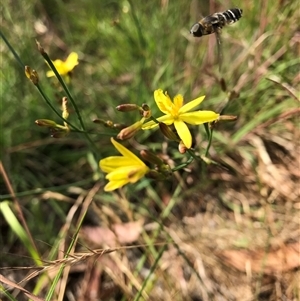 Tricoryne elatior (Yellow Rush Lily) at Wamboin, NSW by Devesons