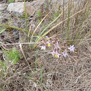 Dianella sp. aff. longifolia (Benambra) (Pale Flax Lily, Blue Flax Lily) at Cooma, NSW by mahargiani