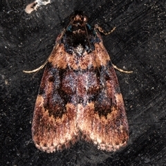 Araeopaschia sp. ANIC19 (A Pyralid moth (Epipaschinae) at Melba, ACT - 26 Nov 2024 by kasiaaus