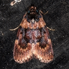 Araeopaschia undescribed spANIC19 (A Pyralid moth) at Melba, ACT - 26 Nov 2024 by kasiaaus