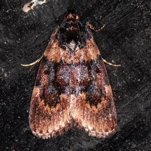 Araeopaschia undescribed spANIC19 at Melba, ACT - 26 Nov 2024 11:05 PM