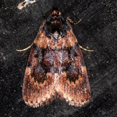 Araeopaschia sp. ANIC19 (A Pyralid moth (Epipaschinae) at Melba, ACT - 26 Nov 2024 by kasiaaus