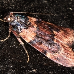 Araeopaschia undescribed spANIC19 at Melba, ACT - 26 Nov 2024 11:05 PM