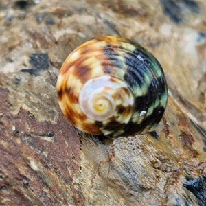 Lunella undulata at Sunshine Bay, NSW by trevorpreston