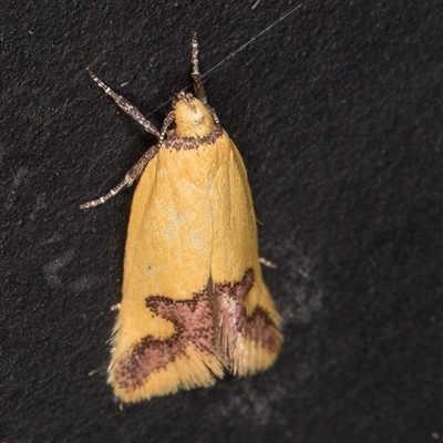 Unidentified Concealer moth (Oecophoridae) at Melba, ACT - 26 Nov 2024 by kasiaaus