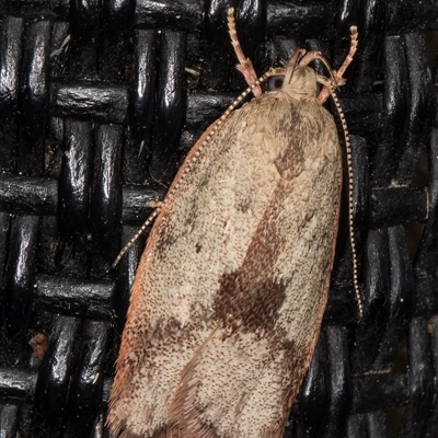 Garrha phoenopis (Garrha phoenopis) at Melba, ACT - 26 Nov 2024 by kasiaaus