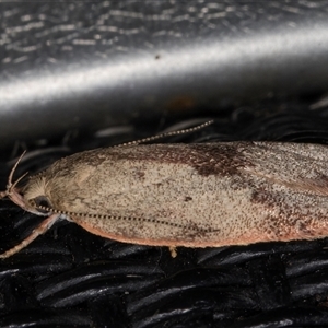 Garrha phoenopis at Melba, ACT - 26 Nov 2024