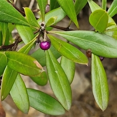 Myoporum boninense subsp. australe (Boobialla) at Sunshine Bay, NSW - 1 Dec 2024 by trevorpreston