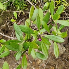 Myoporum boninense subsp. australe at Sunshine Bay, NSW - 1 Dec 2024