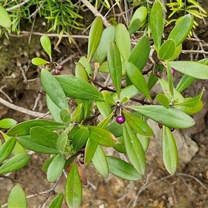 Myoporum boninense subsp. australe at Sunshine Bay, NSW - 1 Dec 2024