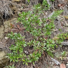 Myoporum boninense subsp. australe at Sunshine Bay, NSW - 1 Dec 2024