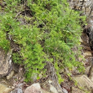 Asparagus aethiopicus (Ground Asparagus) at Sunshine Bay, NSW by trevorpreston